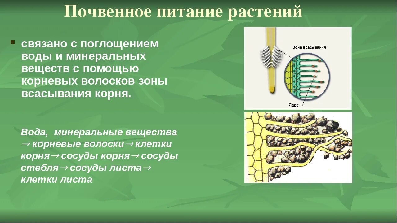 Минеральное питание клеток. Минеральное почвенное питание растений 6 класс биология. Биология 6 класс минеральное питание (почвенное ) питание растений. Почвенное Корневое питание растений. Процесс почвенного питания растений 6 класс.