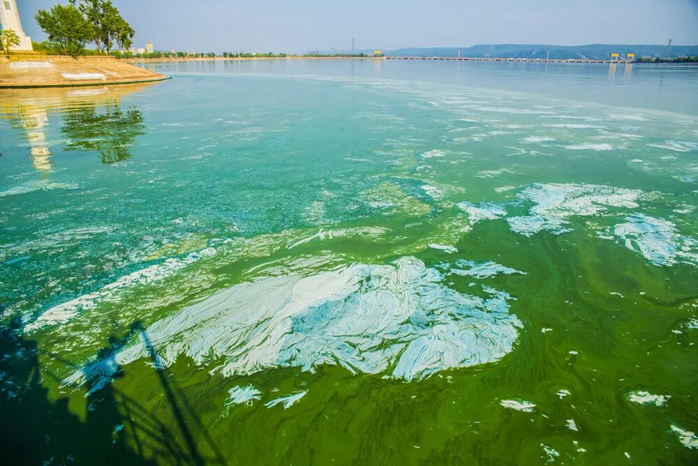 Зеленая вода в озере. Синезеленые водоросли Волга. Цветение воды цианобактерии. Цветущая Волга Тольятти. Сине зеленые водоросли Самара.