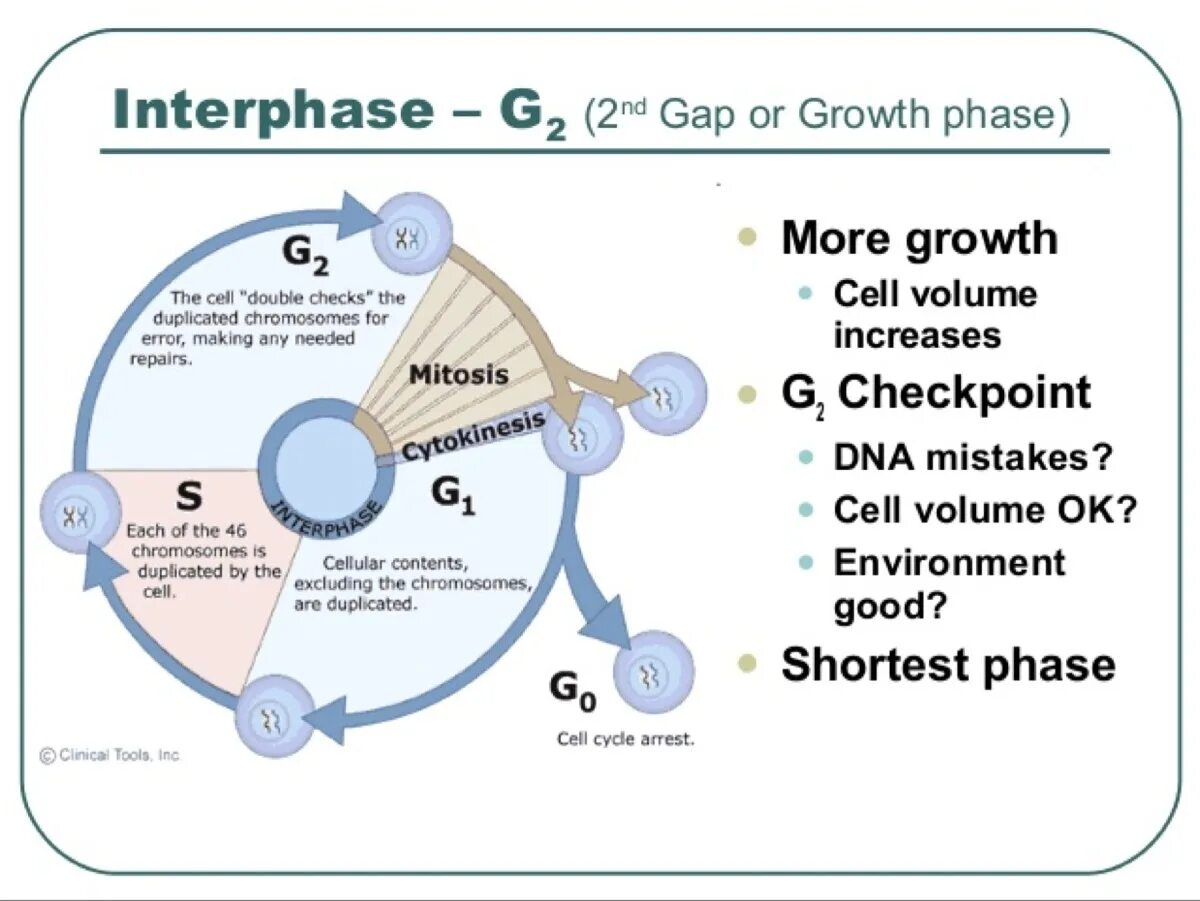 G2 phase of Cell Cycle. Клеточный цикл g0. G0 Cell Cycle. G2 phase. During g