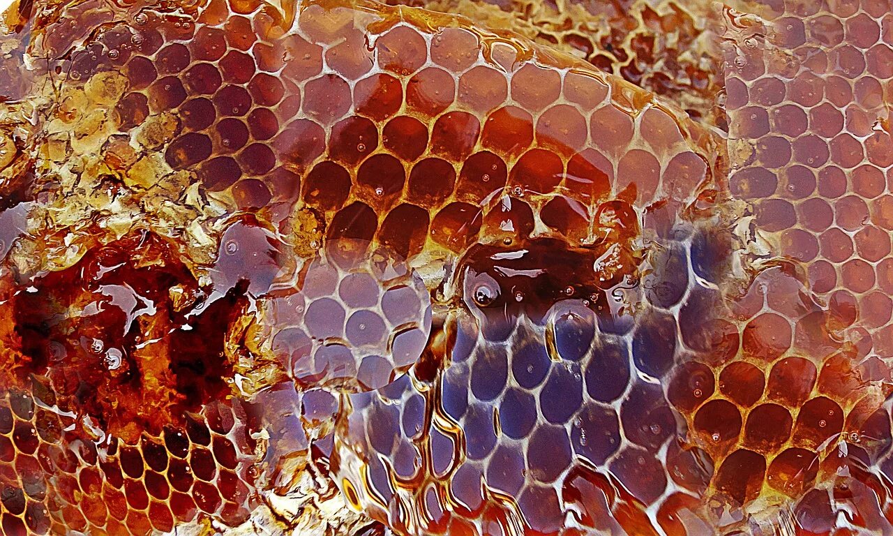 Сандово медовый спас 2022. Соты пчелиные. Мед соты пчелы. Пчелиные соты с медом.