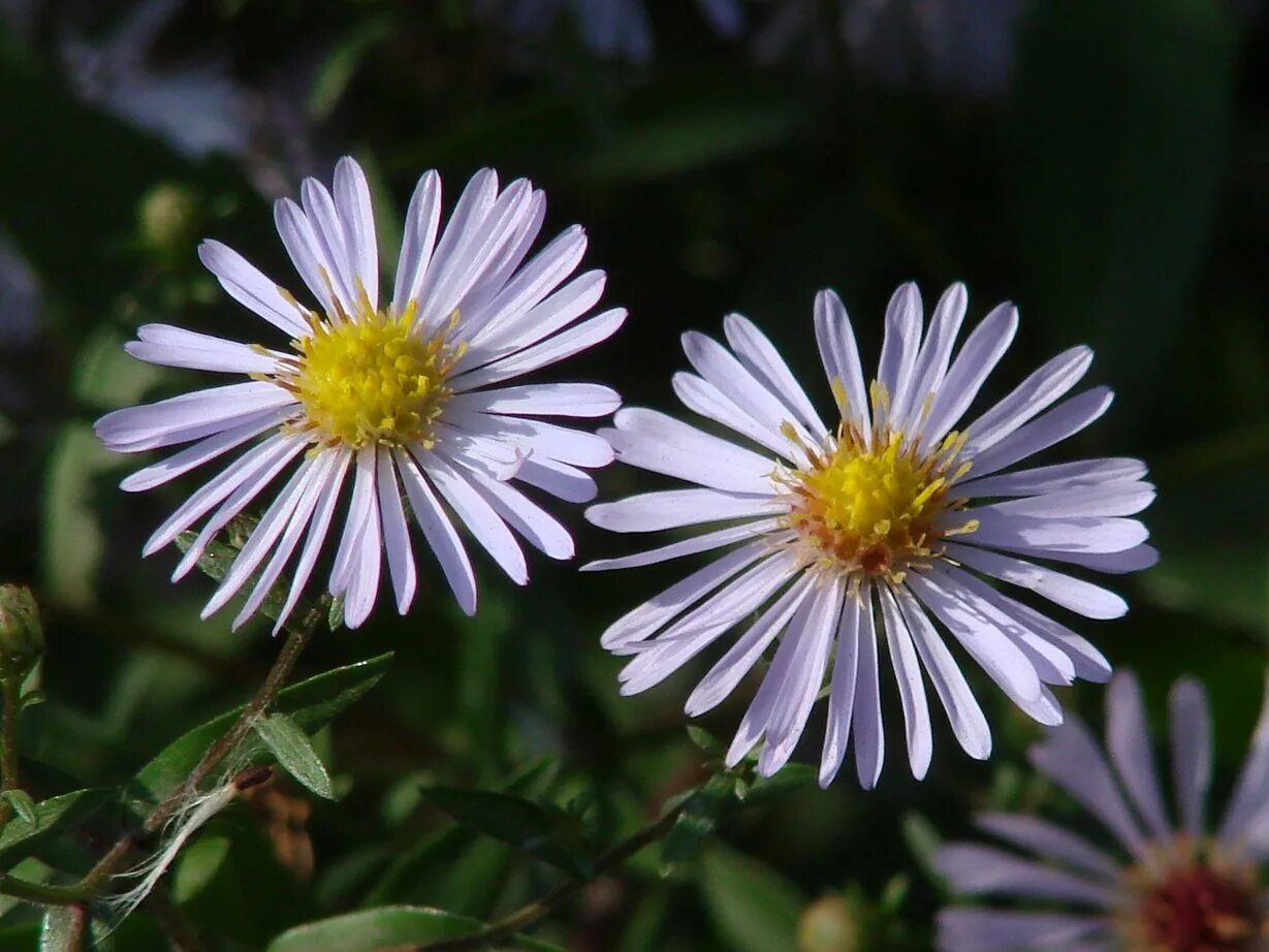 Растения семейства астровые название. Астровые (Asteraceae). Сложноцветные Астровые. Сложноцветные Астровые растения. Asteraceae семейство.