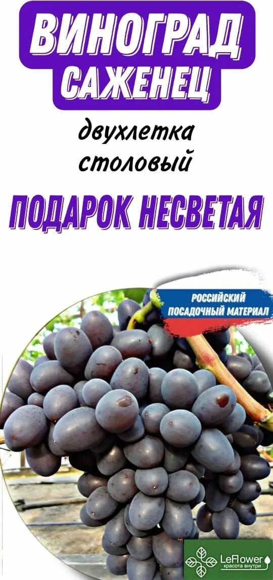 Виноград подарок Несветая. Сорт винограда подарок Несветая. Виноград подарок Несветая фото. Скидка виноград.