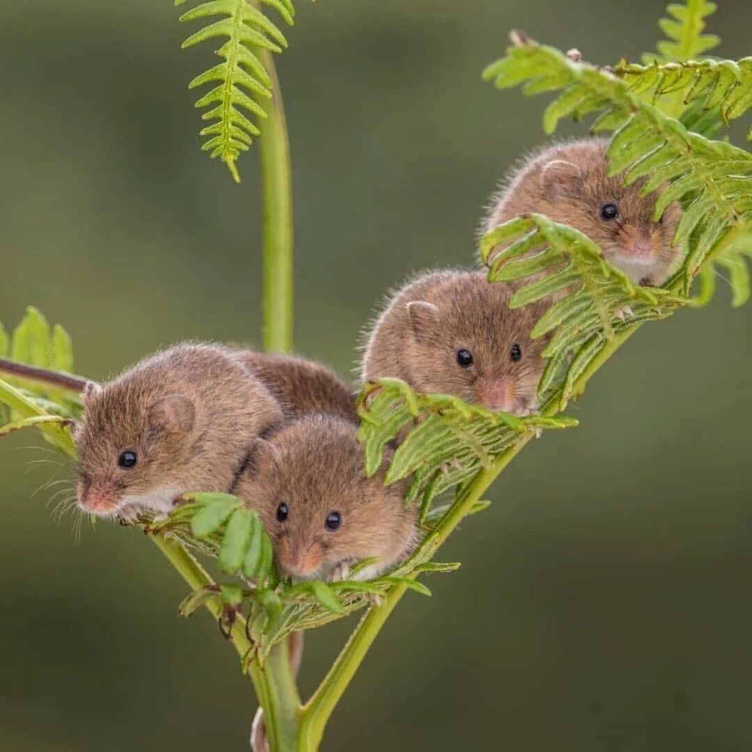 Мышь отряд. Мышь Малютка полевка. Мышь-Малютка (лат. Micromys minutus). Гнездо мыши малютки. Гнездо мыши полевки.