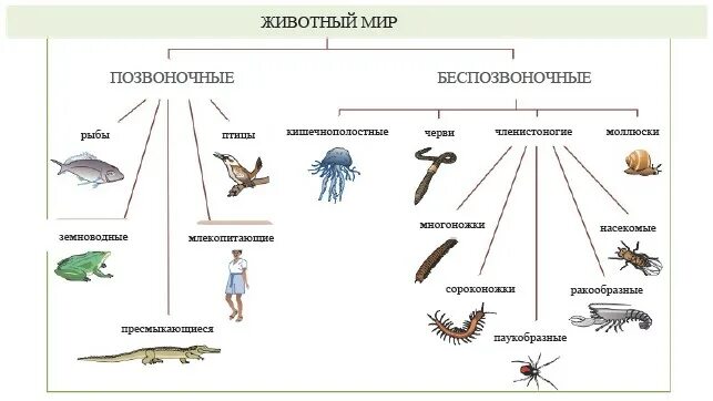 Систематика животных беспозвоночные. Систематика царство животные схема. Животные позвоночные и беспозвоночные схема. Систематика беспозвоночных схема. Класс беспозвоночные таблица