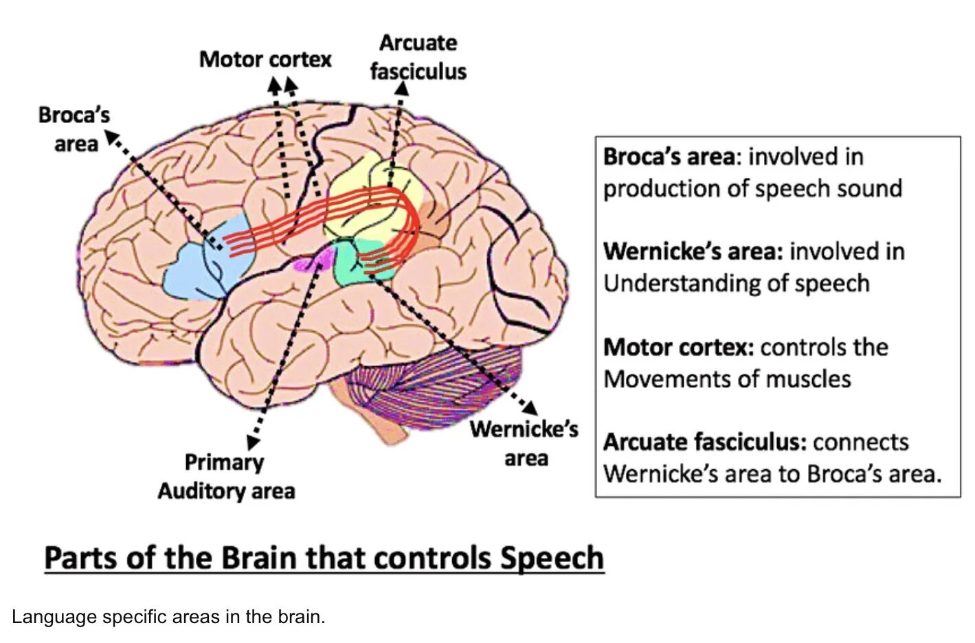 Language areas in the Brain. Broca's area Wernicke's area. Зона Вернике. Brain Broca area.