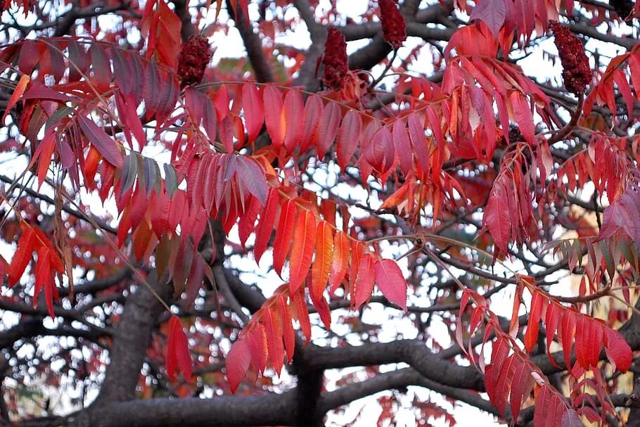 Почему краснеет дерево. Дерево с красными листьями осенью. Деревья которые краснеют осенью. Декоративное дерево с красными листьями осенью. Дерево у которого красные листья.