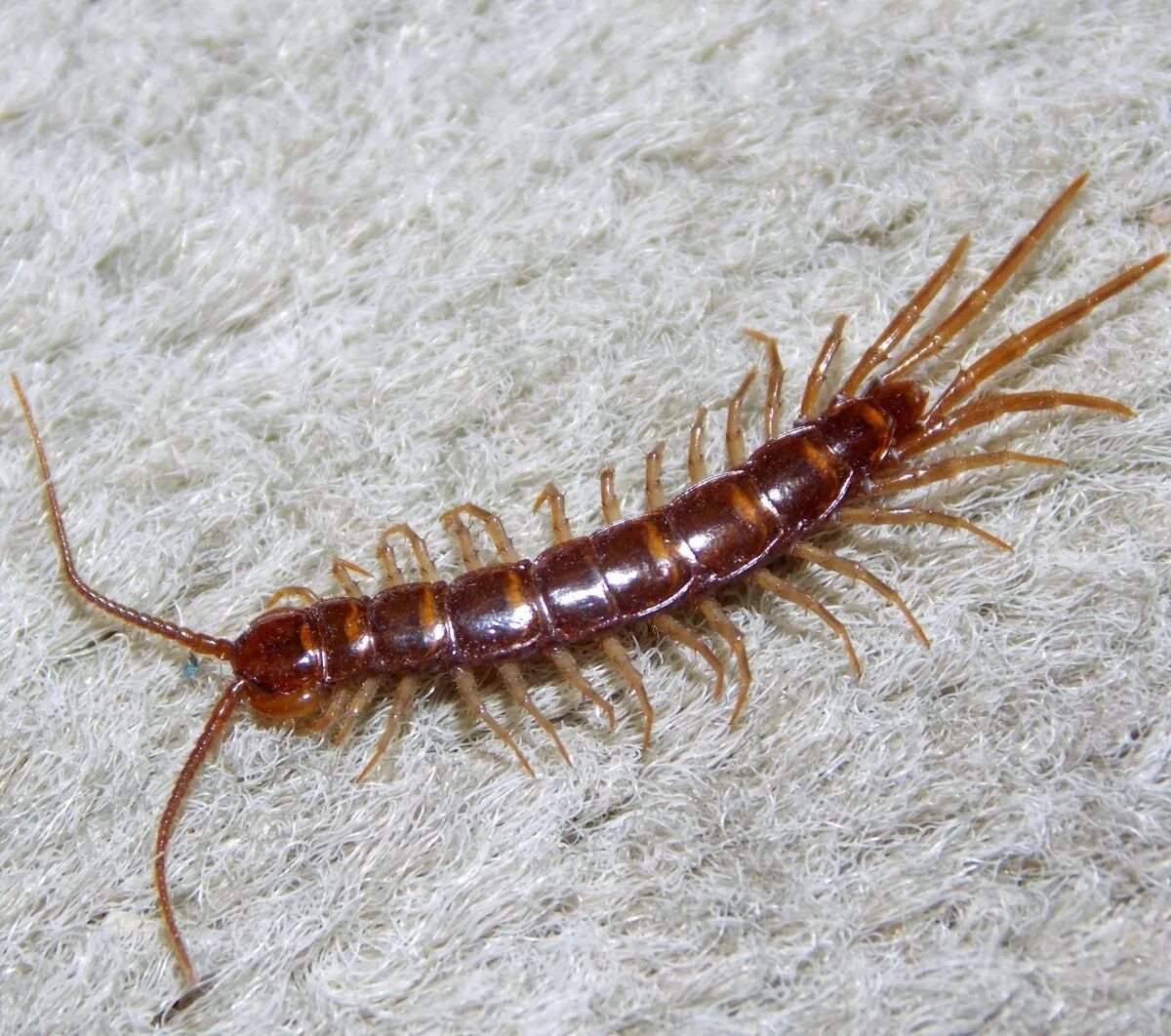 Костянка многоножка. Обыкновенная костянка-Lithobius forficatus. Многоножка обыкновенная насекомое. Мокрица насекомое сороконожка.