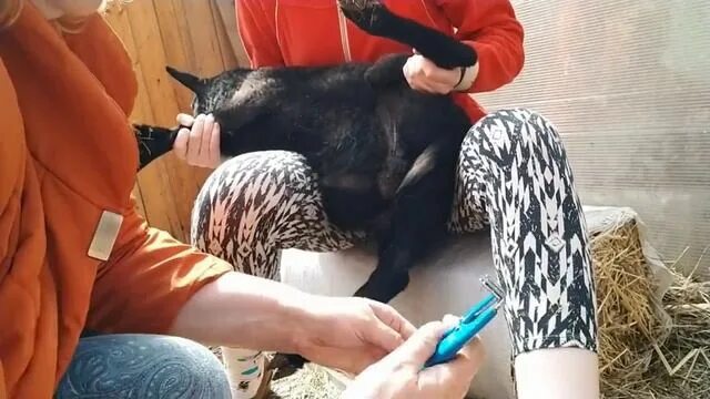 Чувак кастрированный баран. Кастрированный баран это. Чувак кастрированный баран. Подстриженный баран. Чувак кастрированный баран.