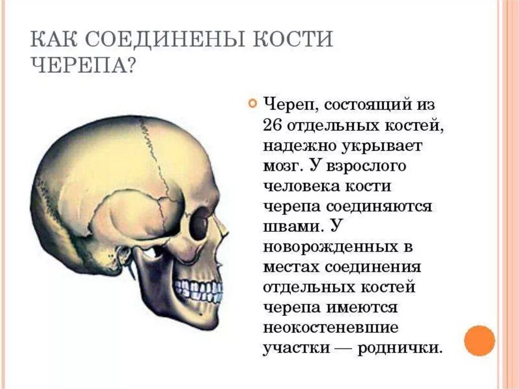 Термин череп. Соединение костей мозгового отдела черепа. Соединения костей мозгового отдела черепа анатомия. Зубчатые швы между костями мозгового черепа. Соединения костей черепа анатомия швы.