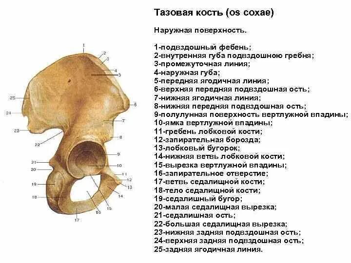 Гребень латынь. Строение костей таза латынь. Тазовая кость анатомия строение. Наружная поверхность подвздошной кости. Строение подвздошной кости таза.