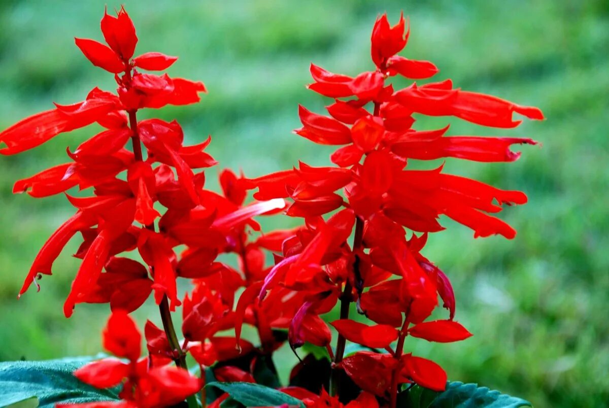 Сальвия красная. Молочай пуансеттия. Цветок красная фотка. Сальвия плейона. Куансетти цветок.