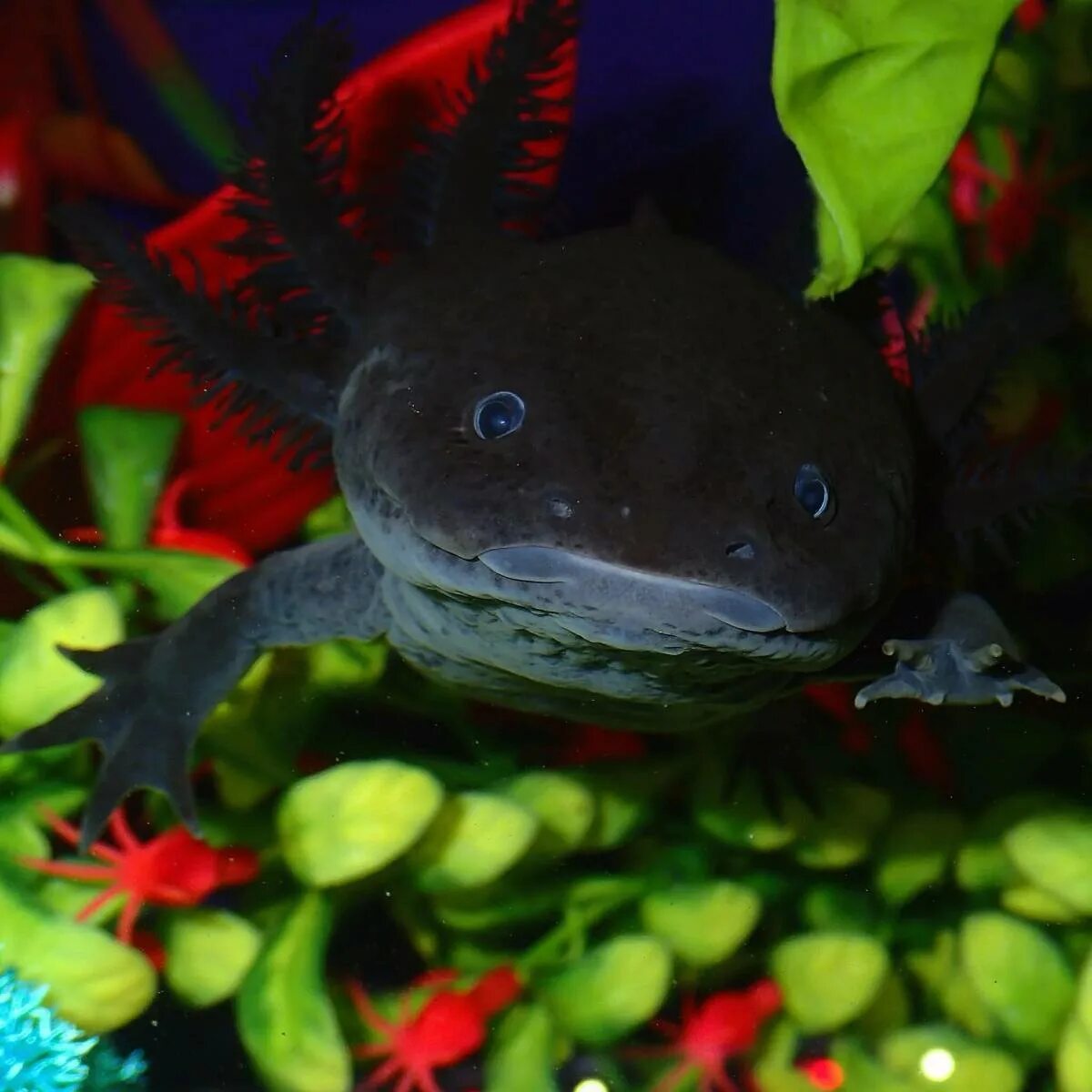 Мексиканская саламандра аксолотль. Аквариумная рыбка аксолотль. Аксолотль аквариумный синий. Аксолотль темный.