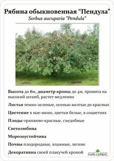 Рябину составить слова