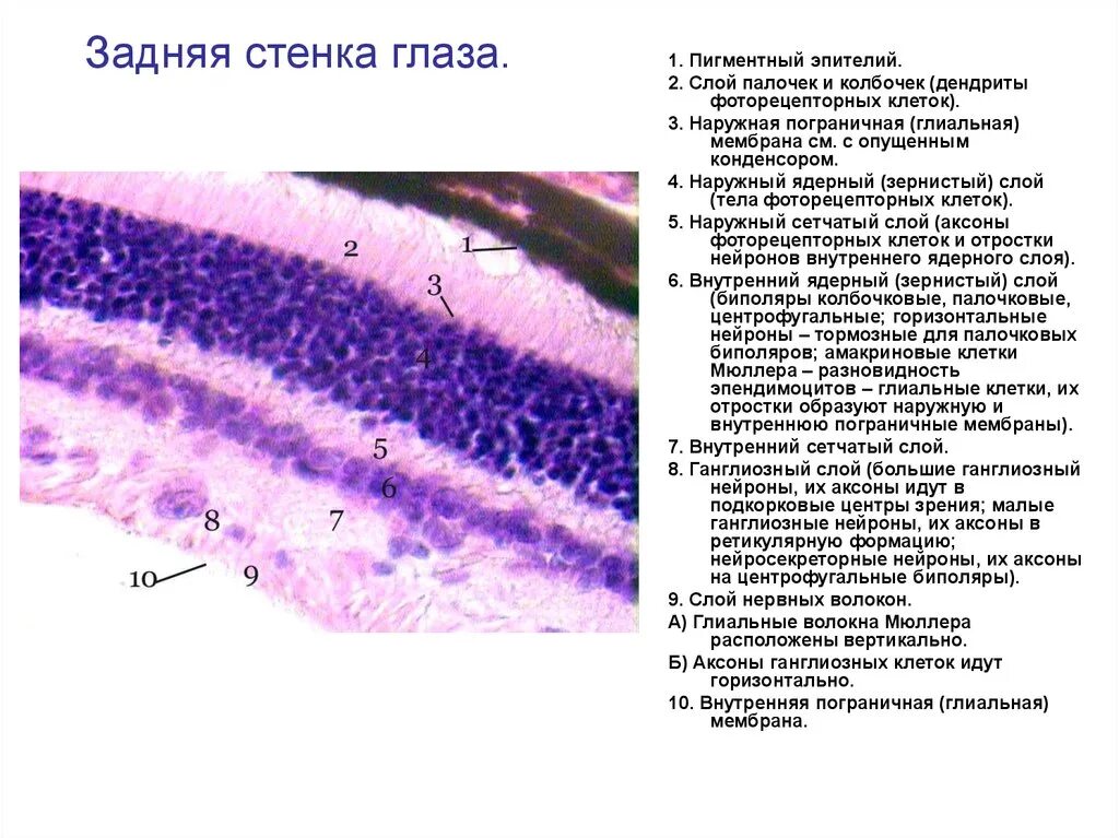 Задняя стенка глаза гистология. Задняя стенка глаза гистология препарат. Задняя стенка глаза слои препарат. Строение задней стенки глаза гистология.