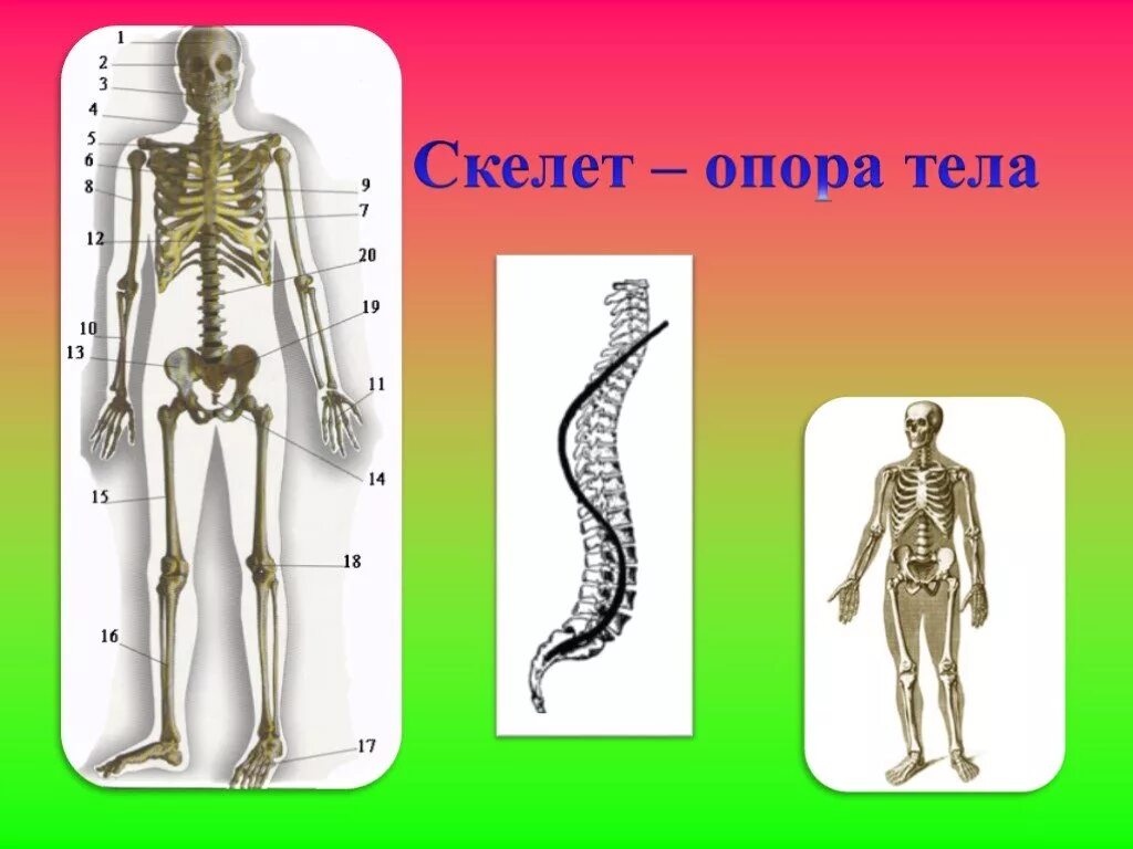 Скелет опора тела. Скелет человека опора и движение. Опора тела и движение. Опора и движение организмов.