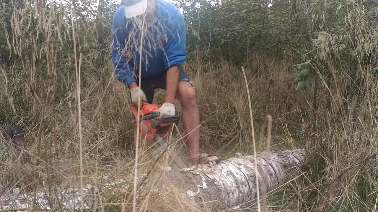 Спилы дров. Большая береза. Валка леса бензопилой. Березы пилить. Спил деревьев на участке.