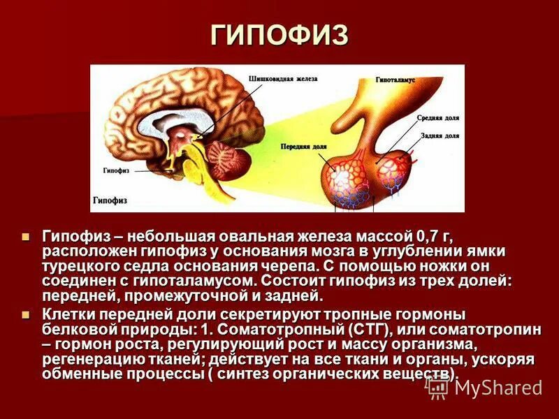 Гипофиз гормоны заболевания. Деятельность гипофиза. Функционирование гипофиза. Заболевания передней доли гипофиза. Расположение гормонов в долях гипофиза.