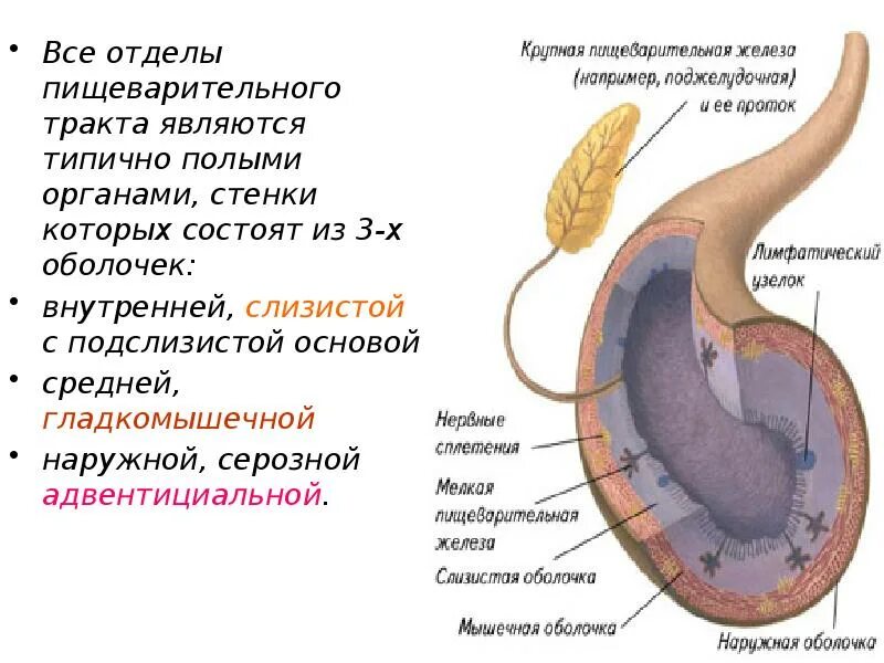 Из каких отделов состоит пищеварительный тракт. Строение стенок органов пищеварительной системы. Оболочки полых органов пищеварительной системы. Строение стенки желудочно-кишечного тракта. Серозная оболочка пищеварительной трубки.