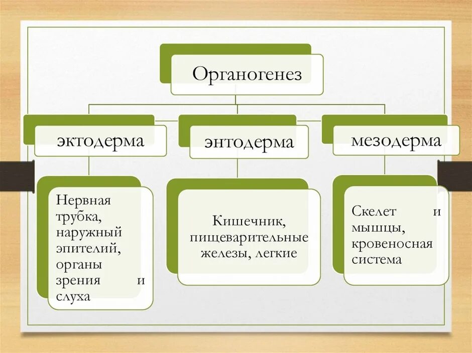 Конспект рост и развитие животных 8 класс. Рост и развитие животных. Рост и развитие животных схема. Этапы развития животных 6 класс таблица. Развитие животных 6 класс таблица.