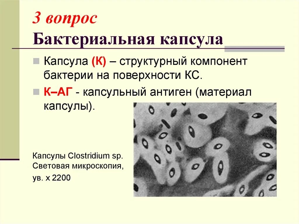 Строение и функции капсул бактерий. Капсула патогенных бактерий. капсула бактерий микроскопия. бактерии с капсулой примеры. бактерии образующие капсулу.