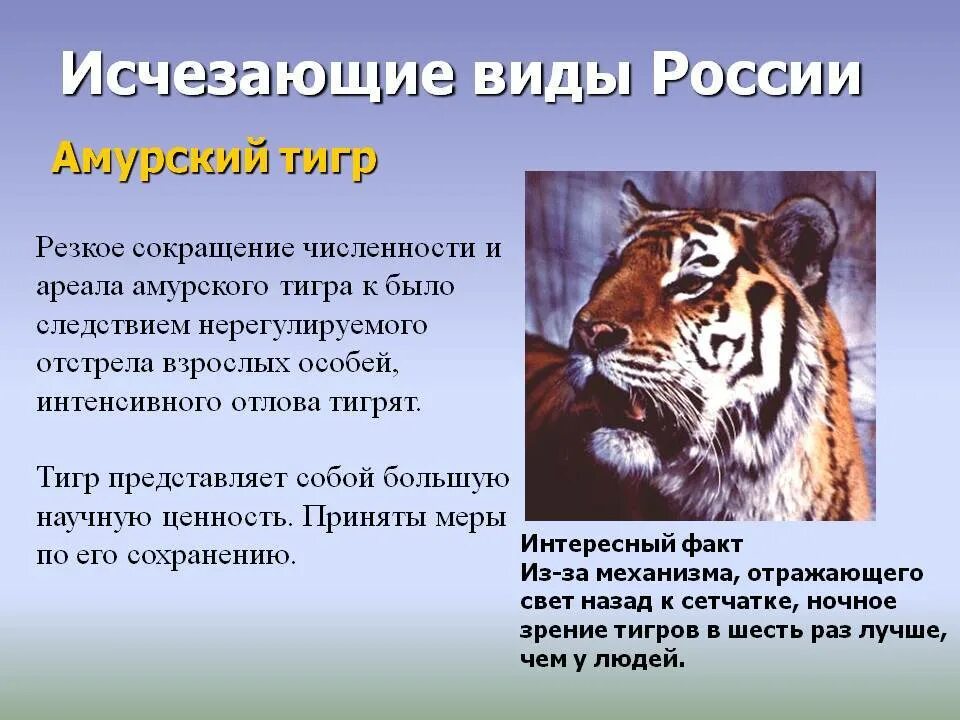 Информация про тигра. Рассказ про Амурского тигра. Рассказ при Амурского Тигоа. Рассказ о Амурском Тигре. Редкие и исчезающие виды животных.