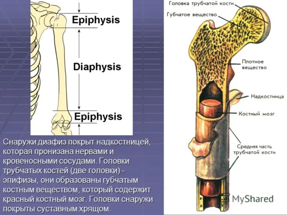 Укажите трубчатые кости. Строение трубчатой кости анатомия. Строение кости диафиз эпифиз. Строение длинной трубчатой кости анатомия. Кость в разрезе строение анатомия.