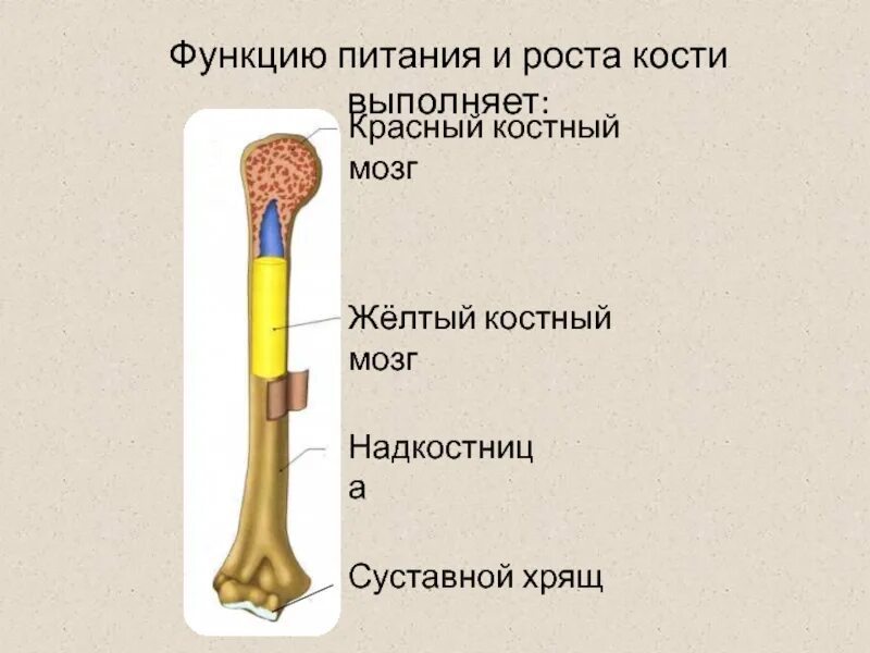 Красный мозг костей. Функцию питания и роста кости выполняет. Функции красного и желтого костного мозга. Функциюпитания и Ромта Косьи выполняет. Красный и желтый костный мозг.