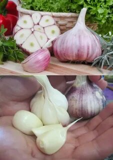 Отличие ярового чеснока от озимого