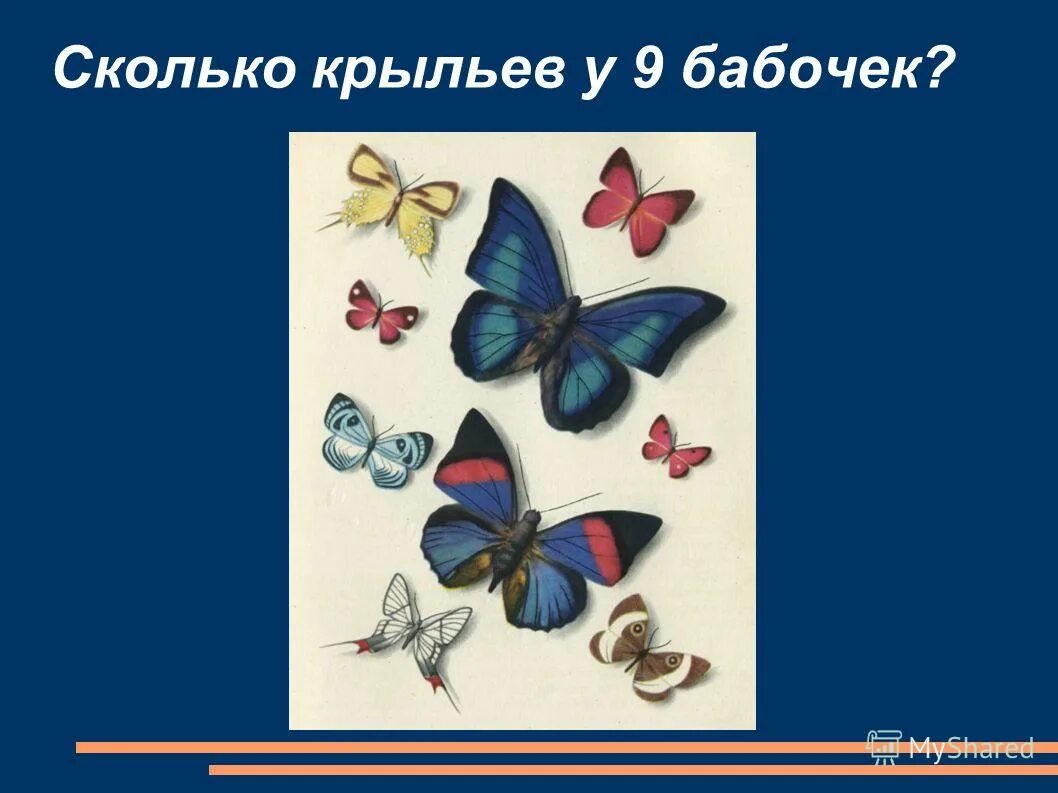 сколько крыльев у бабочки. строение бабочки махаон. чешуекрылые бабочки строение. бабочки чешуекрылые строение крыла. строение крыльев бабочек чешуекрылых.
