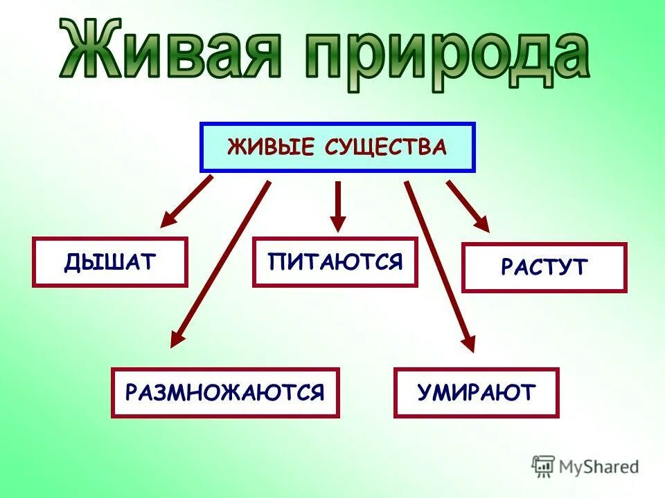 Чему учит общение с живой природой. Кластер Живая и неживая природа. Кластер Живая природа. Кластер явления природы. Кластер на тему природные явления.