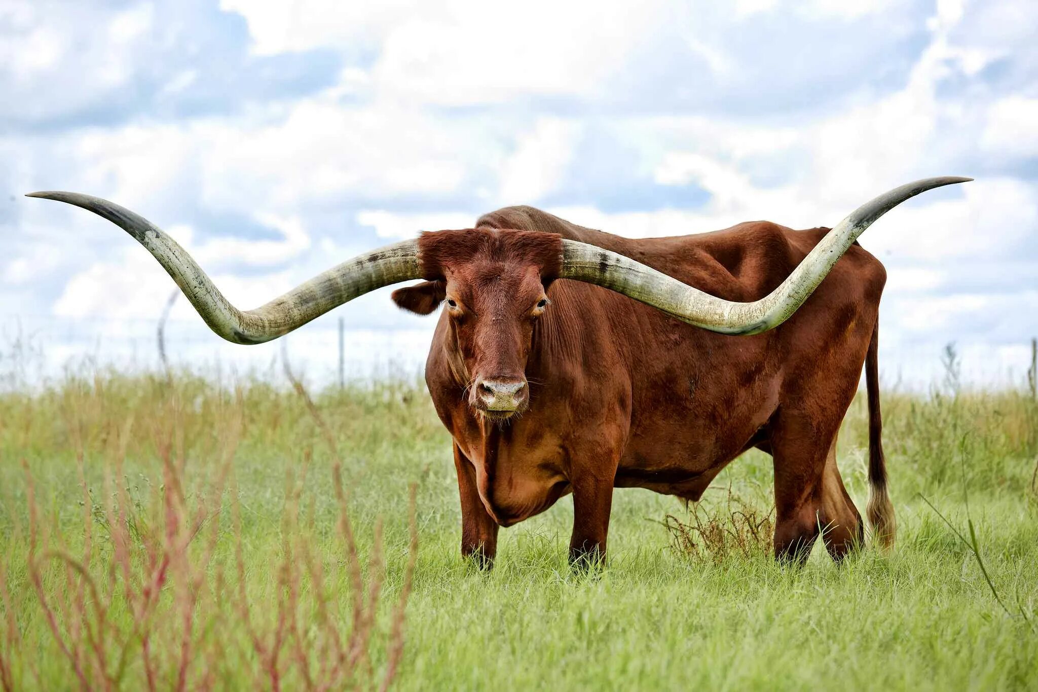 Ела вола. Техасский бык лонгхорн. Техас Лонгхорнс бык. Корова ватусси. Породы Техасский лонгхорн.