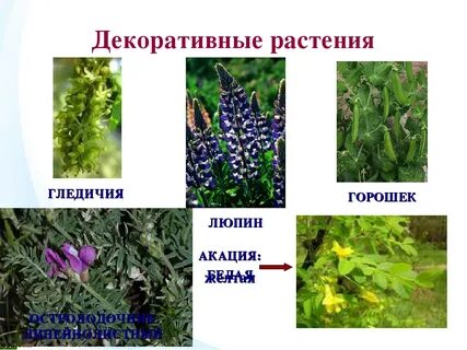 Декоративная культура растения