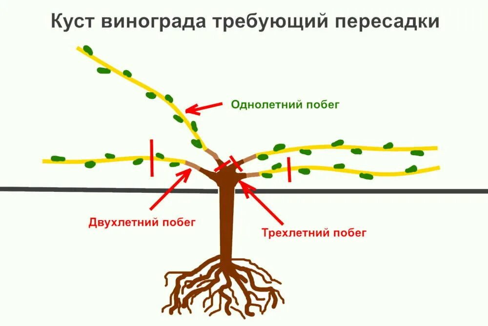 Формировка лозы винограда. Однолетние саженцы винограда. Обрезка куста винограда. Подрезка ветвей винограда. Когда нужно открывать виноград