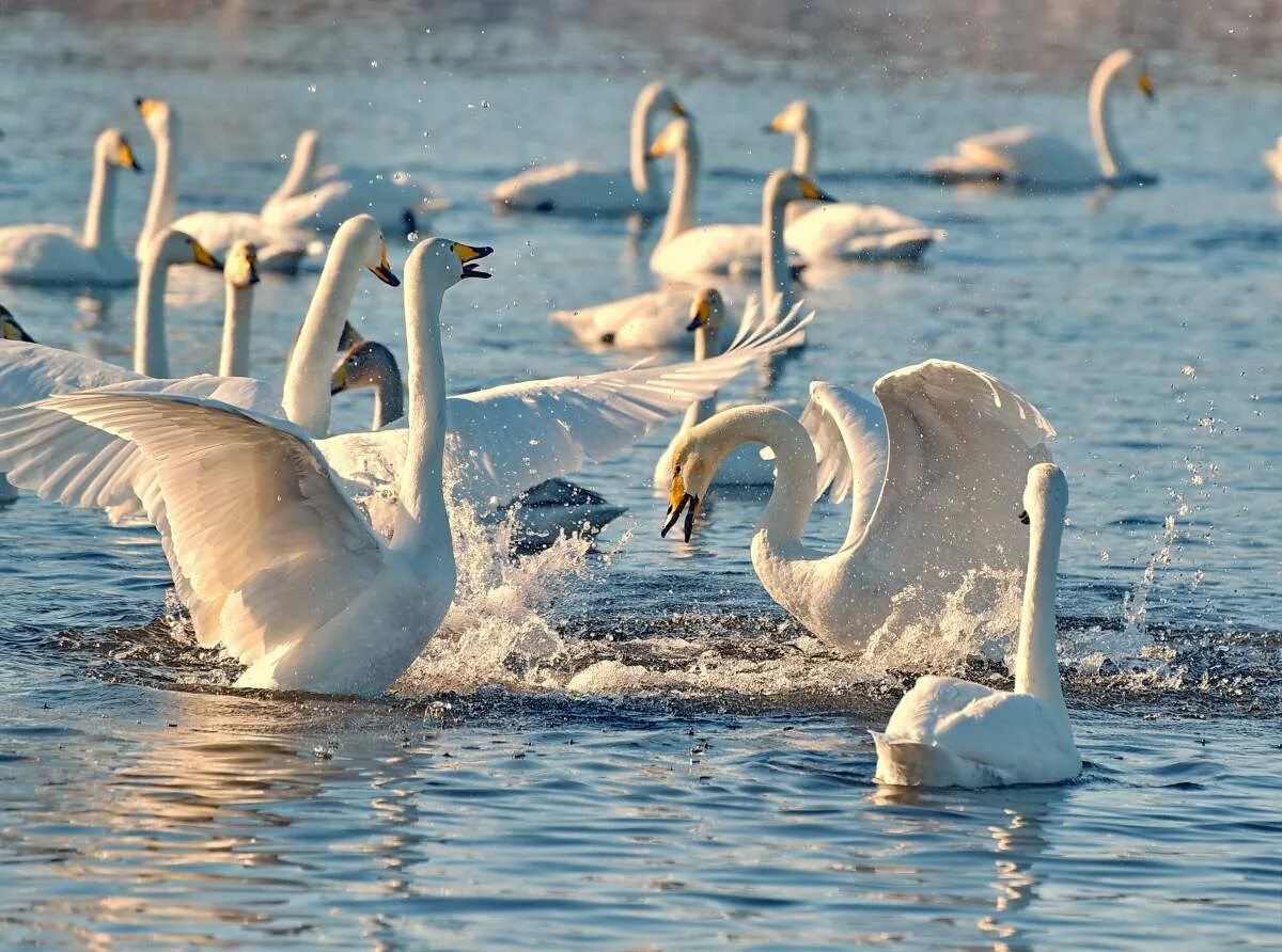 Лебедь лось. Лебедь кликун. Лебедь-кликун (Cygnus Cygnus). Кроноцкий заповедник лебедь кликун. Лебедь кликун Байкал.