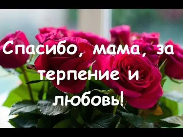 Спасибо мама. Спасибо огромное мама. Спасибо мамочка. Спасибо маме в день рождения. Видео спасибо мамы