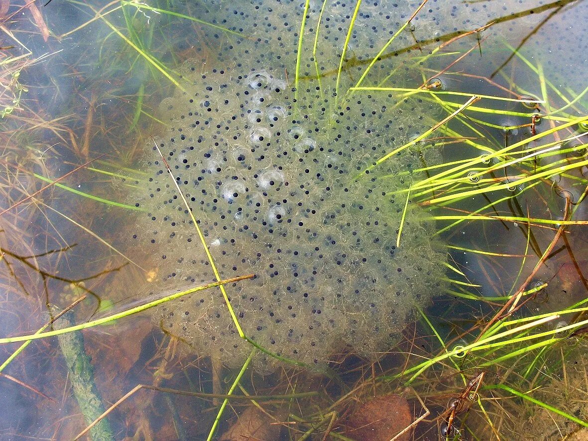 как выглядит икра лягушки. лягушачья полистома. икра жабы икра лягушки. икра озерной лягушки. лягушачья икра.