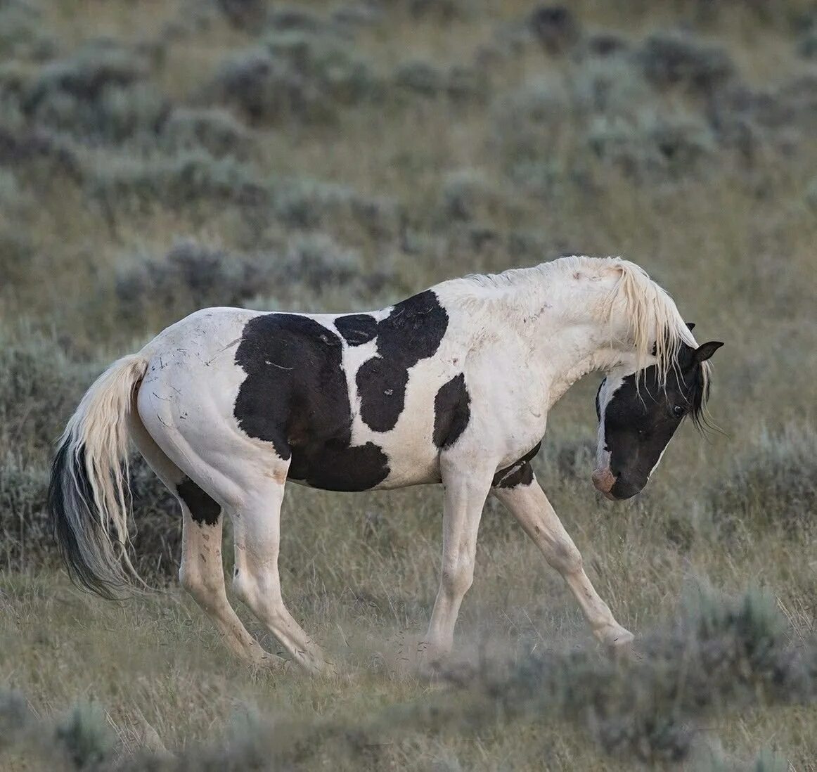Лошади породы кигер мустанг. Л лошадей. Л лошадей. Конь галопом. Берберийская лошадь.