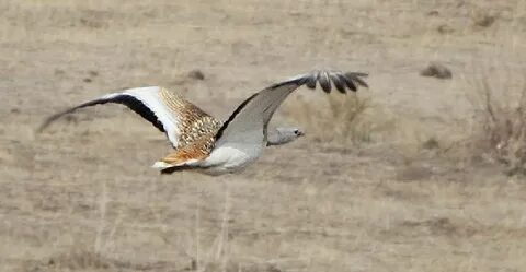 Порно әңгімелер: абдырап қалған әйел