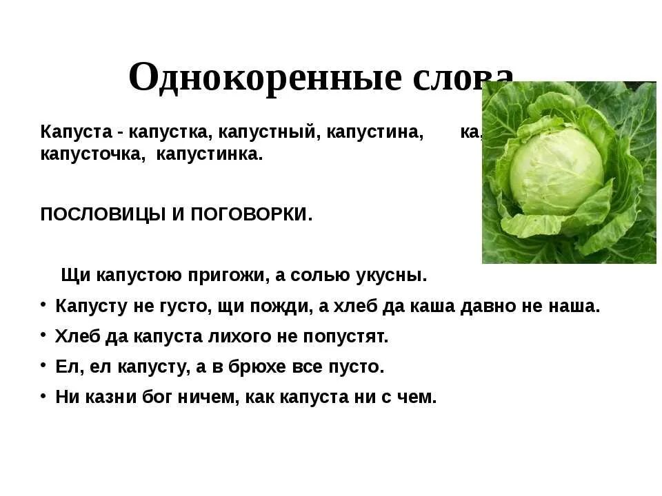 Первое ложат капусту или картошку. Капуста картинки для детей с описанием. Инфа про капусту. Капуста описание для детей. Строение белокочанной капусты.