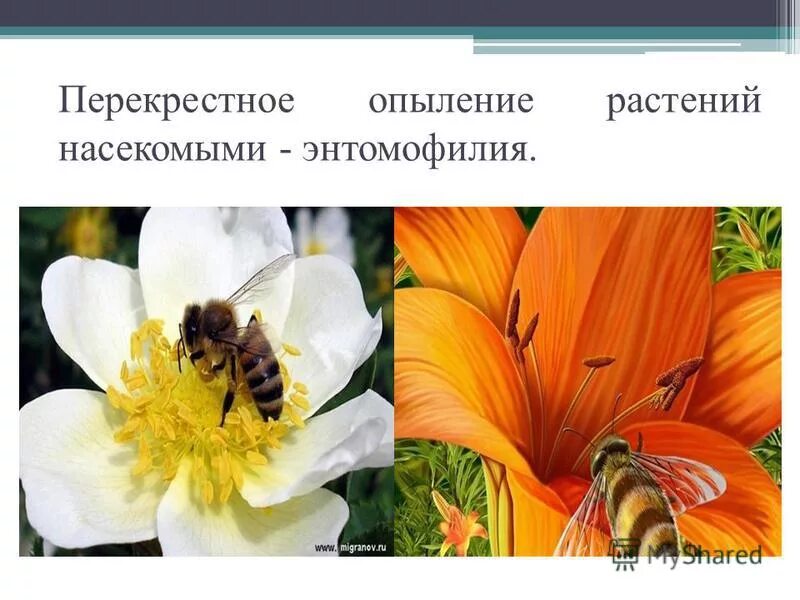 насекомые опылители примеры. перекрестное опыление растений с помощью насекомых. перекрестное опыление растений. растение опыляется насекомыми. носекомо опыляемые растения.