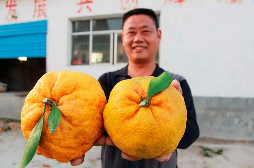 Огромные мандарины. Гигантский мандарин. Огромный апельсин. Самый большой мандарин. Гигантские овощи и фрукты.