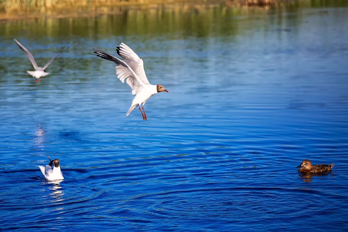 заповедник омской области птичья гавань. птичья гавань омск. птичья гавань омск. заповедник омской области птичья гавань. природный парк птичья гавань.