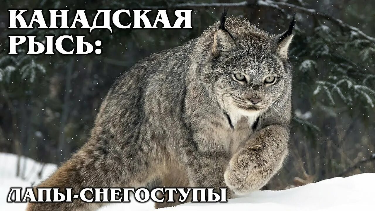 Как выглядит настоящая рысь Eurasian Lynx (Lynx lynx)