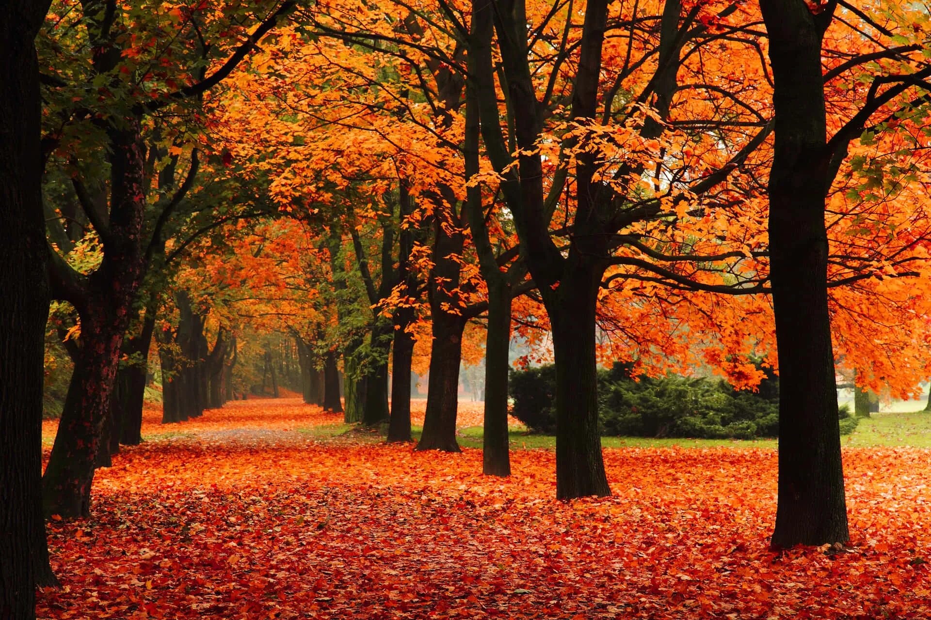 Fall i need
