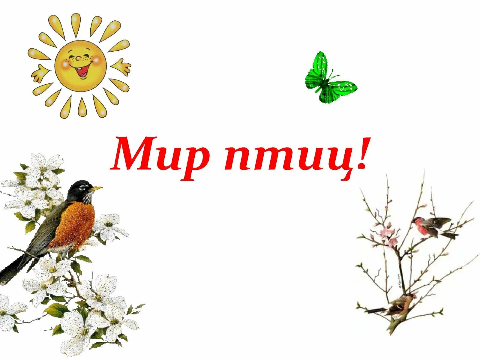 Текст мир птиц