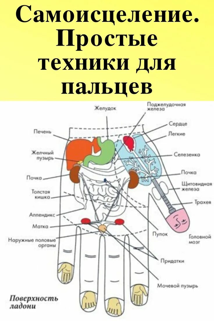 Су Джок проекция печени на ладони. Су Джок поджелудочная железа. Су Джок точка поджелудочной железы. Точки на ладони для массажа Су Джок.