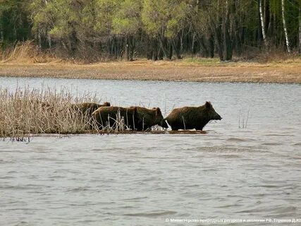 Волжский заповедник
