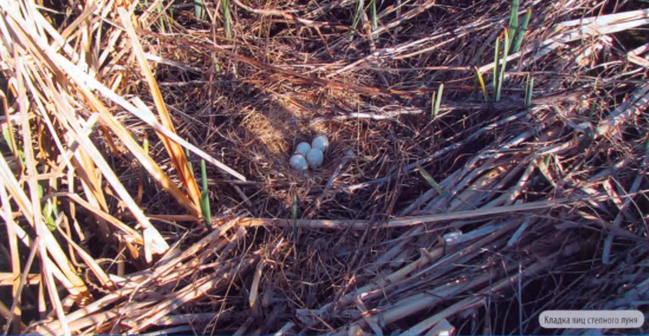 птицы степи. где степные птицы устраивают гнезда в степи. заказники участок степи с гнездами шмелей. где гнезда у степных птиц. степной орёл место обитания.