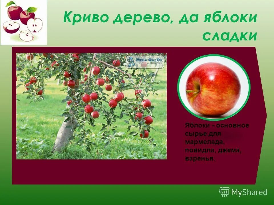 Яблоня какой класс. Презентация на тему яблоко. Проект про яблоню. Культурное растение яблоня. Культурные растения яблоко.