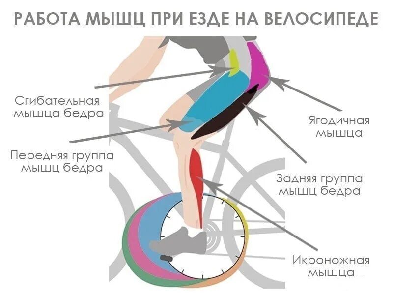 Катание на велосипеде какие мышцы. Какие мышцы задействованы при езде на велосипеде. Какие мышцы задействуются при езде на велосипеде. Какие мышцы работают на велосипеде. Как работают мышцы при езде на велосипеде.